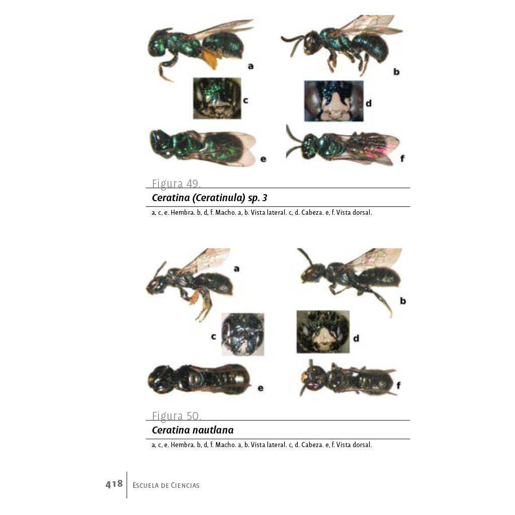 Imágenes interiores del libro Abejas silvestres de un cafetal orgánico en Veracruz, México