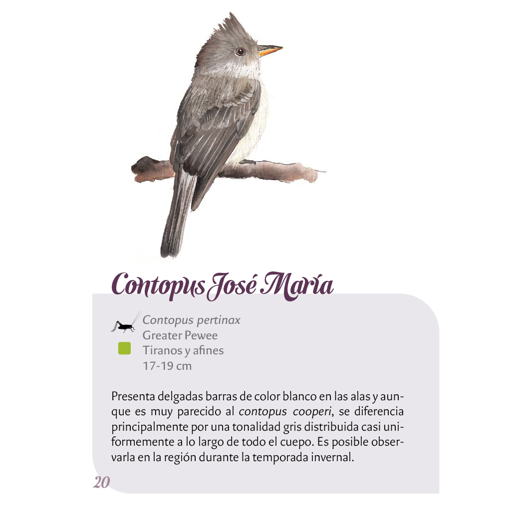 Texto interior del libro Las aves de Cholula