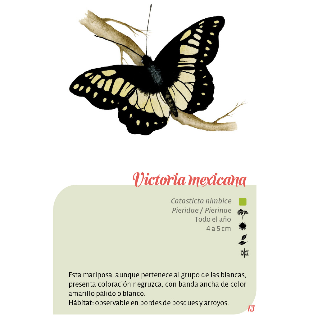 Texto interior del libro Las mariposas de Cholula