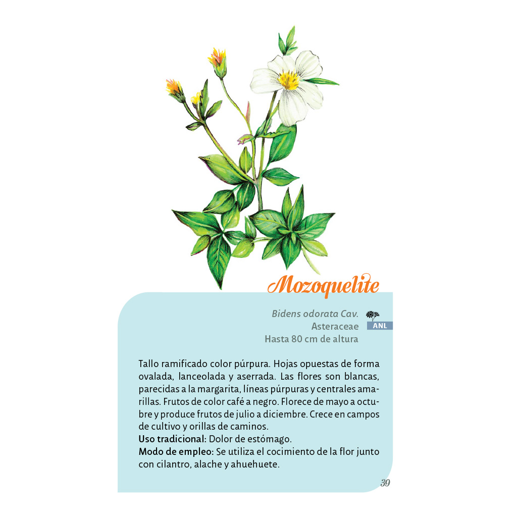 Texto interior del libro Las plantas silvestres medicinales de Cholula
