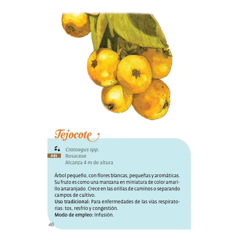 Texto interior del libro Las plantas silvestres medicinales de Cholula