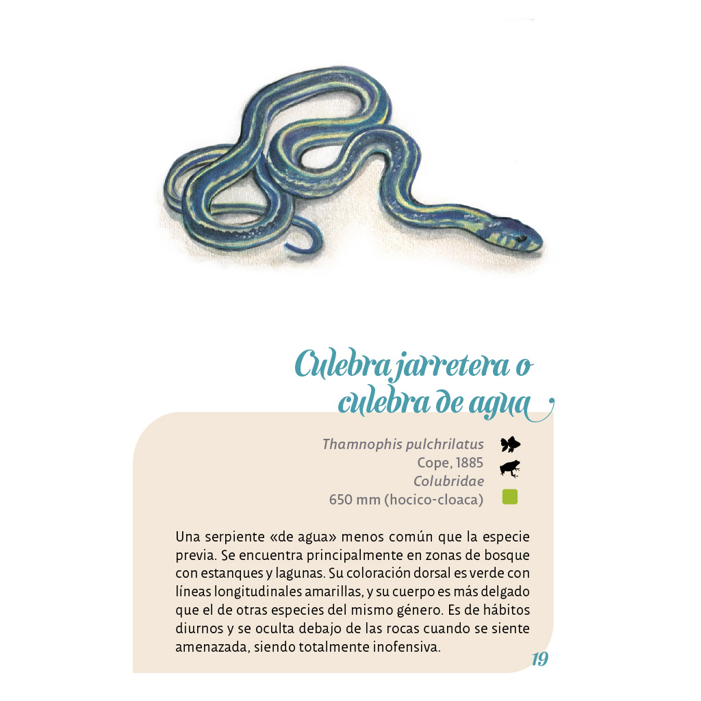 Texto interior del libro Los anfibios y reptiles de Cholula
