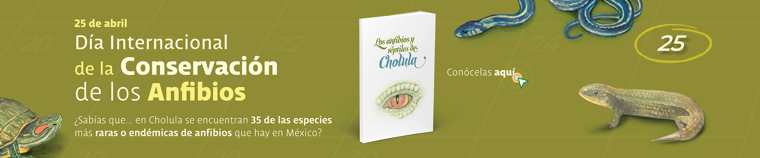Anfibios_Desktop Libro recomendado para el Día Internacional de la Conservación de los Anfibios