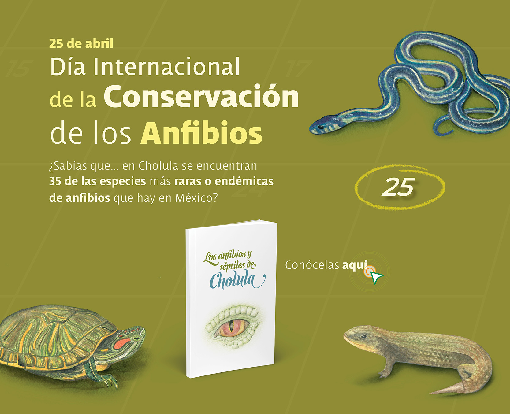 Anfibios_mobil Libro recomendado para el Día Internacional de la Conservación de los Anfibios